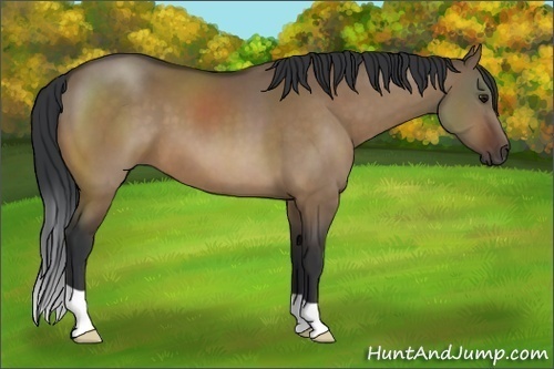 Horse Color:Brown Dun 