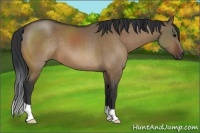 Horse Color:Brown Dun 