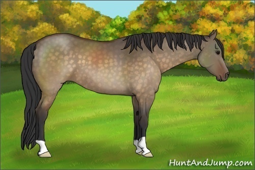 Horse Color:Brown Dun