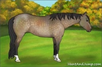 Horse Color:Brown Dun 