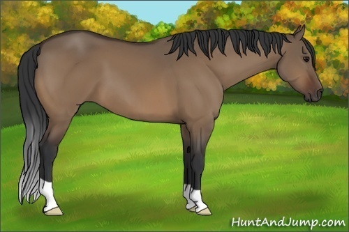 Horse Color:Brown Dun 