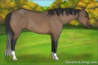 Horse Color:Brown Dun 
