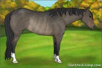 Horse Color:Brown Dun Rabicano 