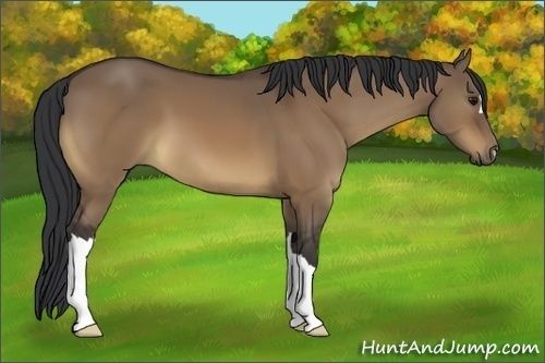 Horse Color:Brown Dun 