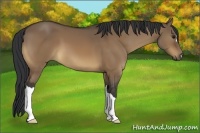 Horse Color:Brown Dun
