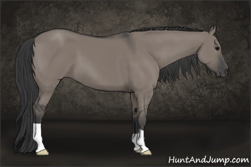Horse Color:Grullo 