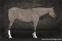 Horse Color:Grullo 