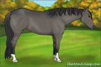 Horse Color:Grullo 
