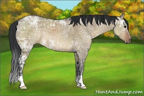 Horse Color:Brown Ice Dun