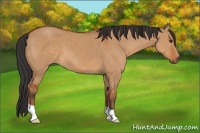 Horse Color:Brown Dun
