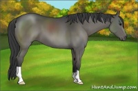 Horse Color:Grullo Brindle 