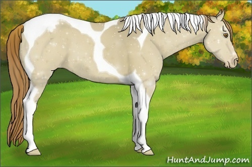 Horse Color:Classic Cream Champagne Dun Tobiano Varnish 