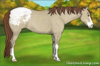 Horse Color:Classic Champagne Dun Sabino Varnish 