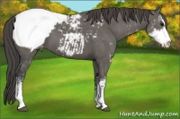 Horse Color:Grullo Sabino Appaloosa