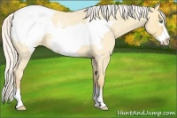 Horse Color:Silver Amber Cream Champagne Roan Dun Frame Varnish
