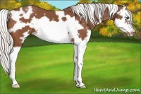 Horse Color:White Spotted Silver Bay Splash Frame Appaloosa