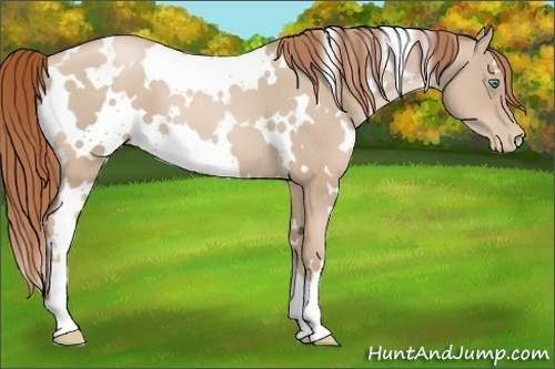 Horse Color:White Spotted Smoky Black Pearl 