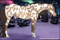 Horse Color:Sable Champagne Appaloosa 