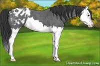 Horse Color:Blue Roan Splash Appaloosa 