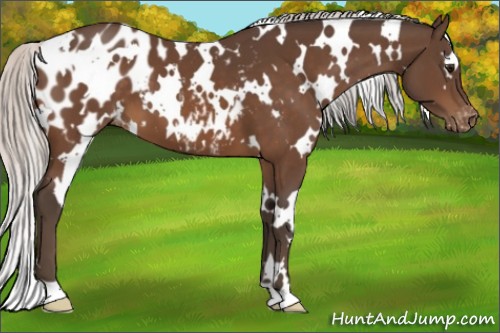 Horse Color:White Spotted Silver Brown Appaloosa 
