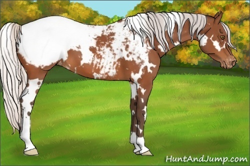 Horse Color:White Spotted Silver Bay Appaloosa