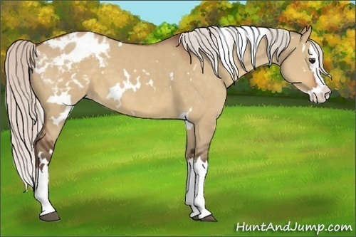 Horse Color:White Spotted Silver Brown Dun Sabino Splash Appaloosa 