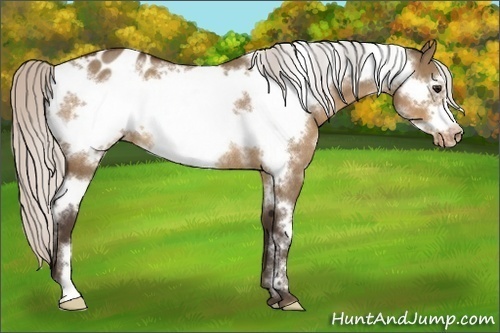 Horse Color:White Spotted Silver Bay Dun Frame Varnish Rabicano 