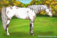 Horse Color:White Spotted Silver Bay Dun Frame Varnish Rabicano 