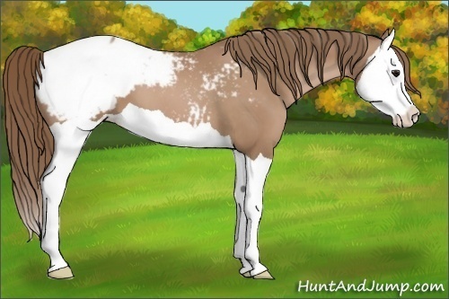Horse Color:Black Pearl Splash Appaloosa 