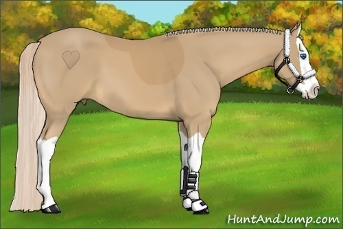 Horse Color:Palomino Splash
