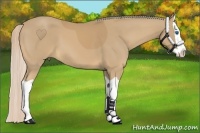Horse Color:Palomino Splash 