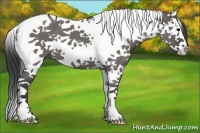 Horse Color:Grullo Roan Splash Tobiano