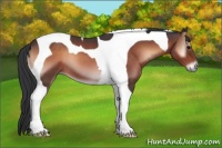 Horse Color:Brown Onyx Tobiano 