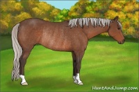 Horse Color:Silver Brown Rabicano 