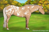 Horse Color:White Spotted Silver Sable Champagne Appaloosa 