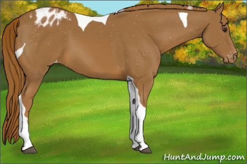 Horse Color:Chestnut Tobiano Appaloosa 