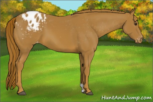 Horse Color:Chestnut Appaloosa 