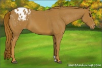 Horse Color:Chestnut Appaloosa 