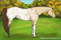 Horse Color:Bay Roan Dun Appaloosa 
