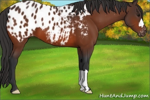 Horse Color:Bay Appaloosa 