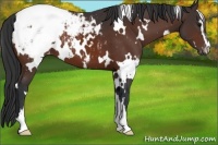 Horse Color:White Spotted Brown Sabino Snowcap 