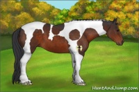 Horse Color:Brown Tobiano
