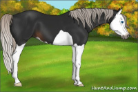 Horse Color:Gray Silver Brown Splash 