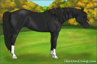 Horse Color:Gray Black 