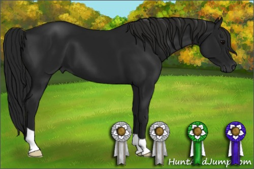 Horse Color:Gray Black 