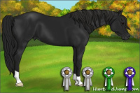 Horse Color:Gray Black 
