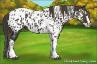 Horse Color:Midnight Bay Ice Splash Tobiano Appaloosa and Midnight Bay Ice Splash Tobiano Appaloosa