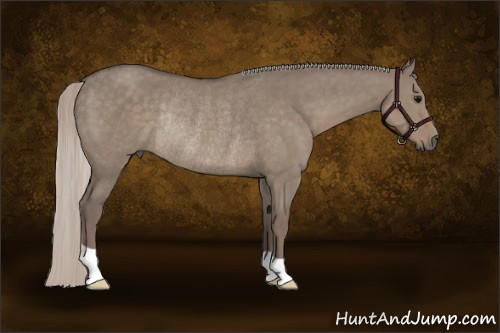 Horse Color:Silver Grullo Rabicano 