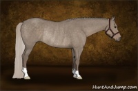 Horse Color:Silver Grullo Rabicano