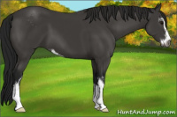Horse Color:Gray Black Sabino 